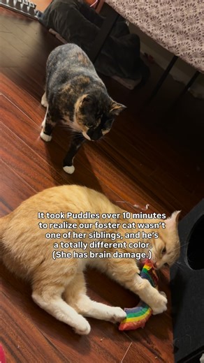 Puddles of Radioactive Slime🧪 | For anyone new, Puddles has a traumatic brain injury from when she was a stray kitten and it makes her process things a little slower and... | Instagram