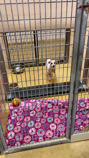 How is it in 2022 dogs are still aloud to be listed as livestock? #fyp #foryou #puppymillsurvivor #puppymillrescue #woosterohio #rescueshelter