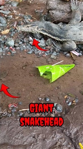 catching snakehead fish on live bait,livebait- SNAKEHEAD FISH #shorts #fish #channa #viralvideo