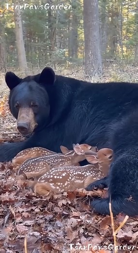 Nature’s Most Unexpected Babysitter 🐻🍼🦌😲 😂 100% AI video for fun & laughs! Every scene is digitally created — no real animals, babies, or people. 🐾 Enjoy and share! 🚫 No reuploads. #AIreel #AIfunny #AIanimals #AIfun #CreativeAI #AIvideo #AImagic | Tiny Paws Garden