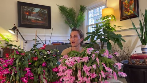 Christmas cactus plant care & flowering tips - How to grow Schlumbergera successfully