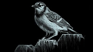 Aspectos básicos de dibujo: conceptos básicos para la ilustración y el arte fino | Ethan Nguyen | Skillshare