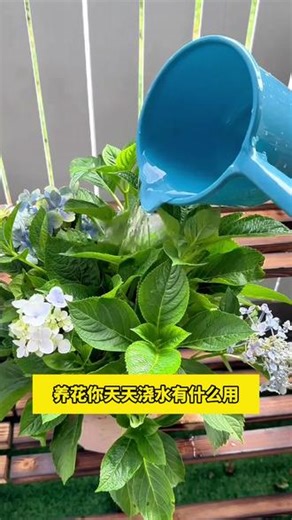 跟着溪源老师学养护--60秒教会你直射光与散射光#植物养护 #光照的方向 #直射光 #园艺 #园艺花卉