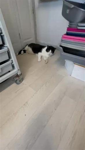 Elvis enjoying his play time today, we try to get his stiff back legs moving by playing ball games with him. | The Ginger Cat House Rescue, Refuge and Rehome centre. Surrey UK