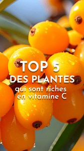 111K views · 2.1K reactions | Top 5 des plantes sauvages les plus...