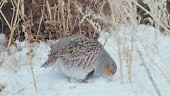 Grey Partridge bird in breeding plumage walks in the thickets of dry...