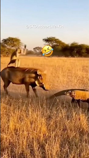 Monkey Pranks the Komodo Dragon and Everything Goes Wrong 😂🐒🐗 #funny