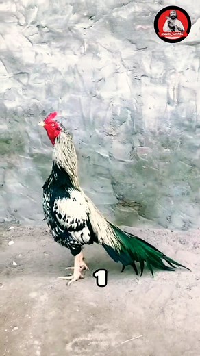 Top 5 Aseel Roosters⬆️🔥 #aseelmurga #swataseels #cheenaaseel #roosterfarm #mianwaliaseels #birds