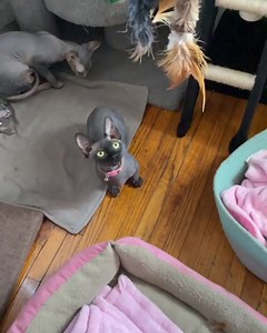 7.3K views · 62 reactions | i wish that feather was me and that cat was boys 梁 at least i have my cat  Shop cat feather wand toys: https://amz.run/5Shr : @c_razy_kat_lady on IG | Amazon Pets | Facebook