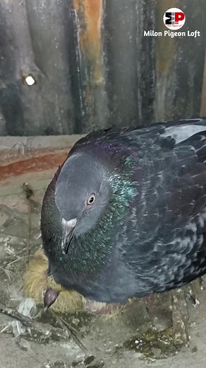 Milon Pigeon Loft on TikTok