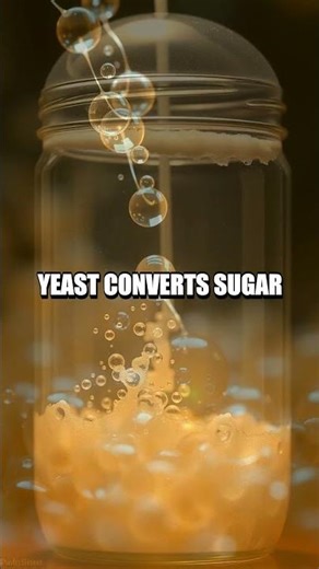 The Yeast Time Traveler