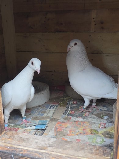 Champion Racing Pigeons: Heart and Power in Their Bloodline