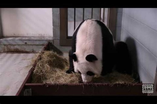 US names its only giant panda twins Ya Lun and Xi Lun, 'elegant' and 'happy'