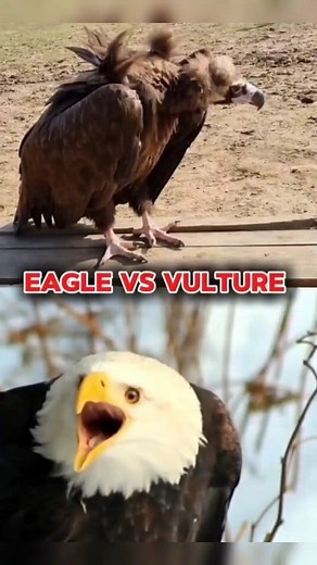 1.1M views · 10K reactions | KYA होगा अगर EAGLE और VULTURE में勞 BETTLE हो जाए तो 樂 #eagle #facts #vultures #facts #shortsvideos #eaglevsvulture #facebookreel | Wild Biography | Facebook