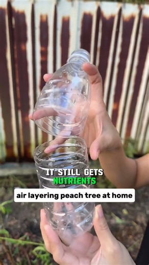 Grow peach trees by air layering method #shorts #farming #agriculture #urbangardening