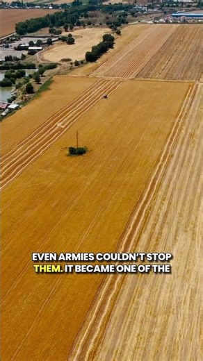 🐇 The Rabbit Invasion That Took Over a Continent!