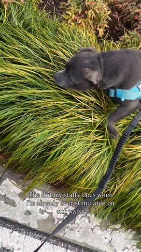 Winnie Our Blue Staffy on Instagram: "Training continues🤦🏻‍♀️🤦🏻‍♀️🤦🏻‍♀️ #dog #bluestaffypuppy #staffy #staffys #doggo #puppies #puppylove #post #staffordshirebullterrier #insta #staffymoments #staffysofinstagram #staffyoftheday #staffyofinstagram #staffylove #staffyobsessed #staffysmile #staffyworld #crazy #overstimulated"