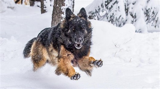 Denver sees 11th-largest snowstorm on record