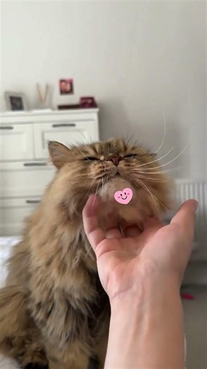The SECRET Reason Cats Love Chin Scratches 🐈🤫 #cats #catshorts #cat chin scratches