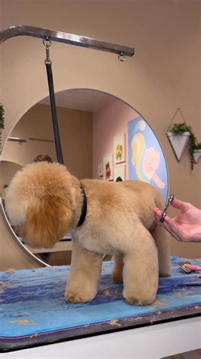 I loveeee his Halloween costumes 🤍 . #dogs #doggrooming #dogsbylogan #halloween | Logan Rago