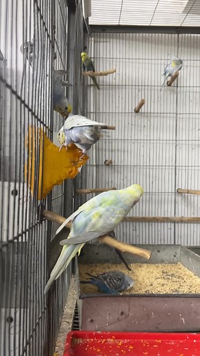 Budgie Bath Time Description: My budgie is enjoying a refreshing bath today! Bathing helps birds stay clean and healthy. #BudgieBath #CuteBirds #PetCare | Birds Land