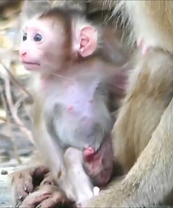 The baby monkey fell and got his head stuck, he struggled for a long time #Monkeyvideos | Monkey Smile