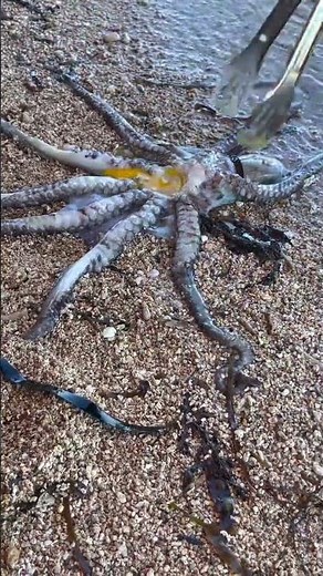 Giant Octopus Caught on the Beach | Amazing Sea Creature Found on Shore