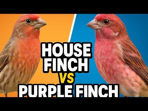 House Finch vs Purple Finch Identification Guide