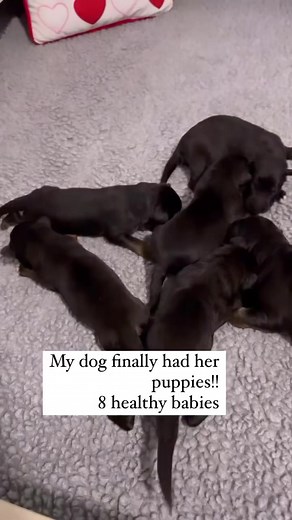 359K views · 10K reactions | Day 1 of my litter of puppies growing up DAILY UPDATES | The Dog Daddy | Facebook