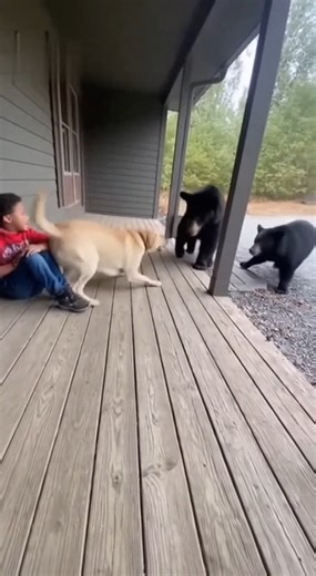 6K views · 74 reactions | Brave Labrador Fights Off Bears to Save Little Boy — Incredible Real-Life Rescue!   #dog #viralpost2025 #short | Viral Clips | Facebook