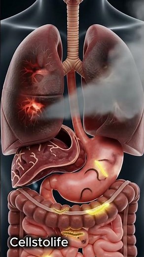 3D Animation of Smoking's Impact on the Body 💔🚬