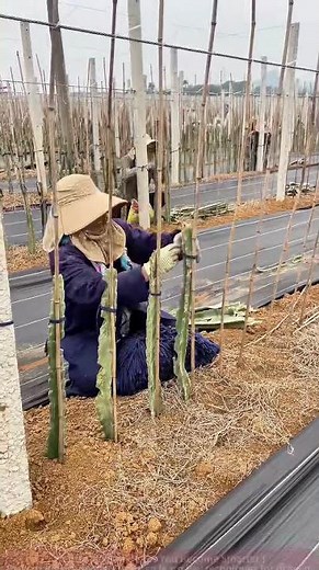 Dragon fruit cutting planting tips to double your success rate!