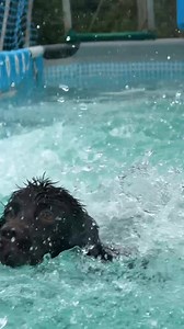 Cocker spaniel Rupert LOVES to dive! The blooper made us laugh (no Rupert’s were injured in the making of this video!) 🐾💕💦🇬🇧 | Canine Dip and Dive Maldon