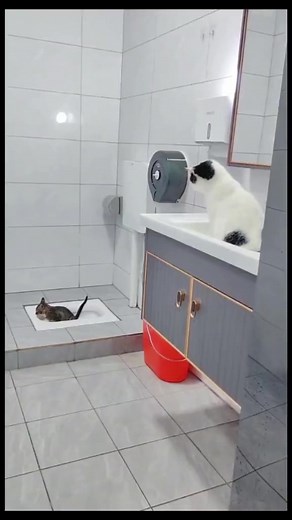 347K views · 2.2K reactions |  | Cat Addicted | Facebook