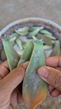 propagation graptoveria fred ives.