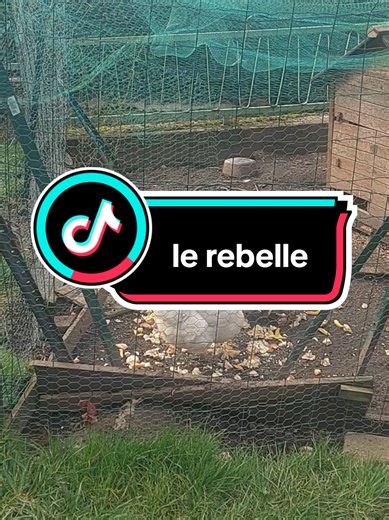 le rebelle #le