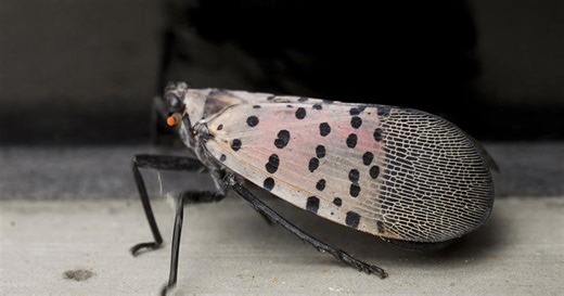 There is a reason you are seeing more spotted lanternflies than usual