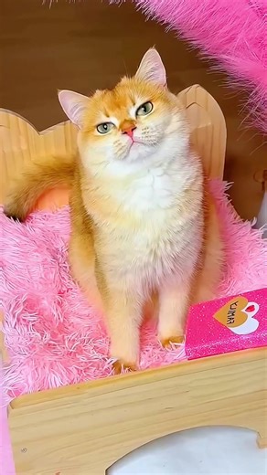 sorry cat 😺😺 #catcomedy #stupid #girl #virl video 📸 #funny cats 🐶🐶