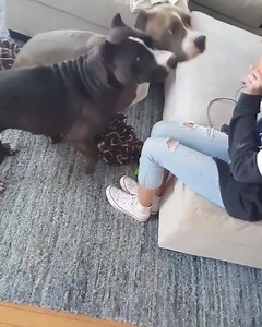 3.2K shares · 6.6K comments | DON'T FORGET YOUR BULLYMAKE BOX! Perfect for dogs that DESTROY their toys!  The Bullymake Box is packed with TOUGH TOYS that are guaranteed for 14 days plus healthy & DELICIOUS treats for your dog.  Join 1000's of other happy POWER CHEWERS TODAY and save $10 off any 3, 6, or 12 month plan at CHECKOUT using code: FB10 | BULLYMAKE | Facebook