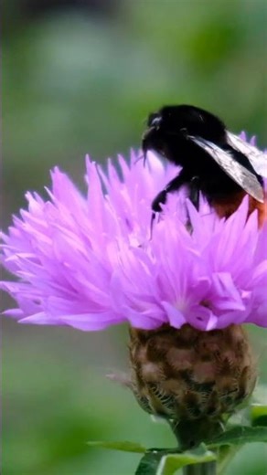 This Tiny Insect Navigates Like GPS... And Doesn’t Stop in the Cold