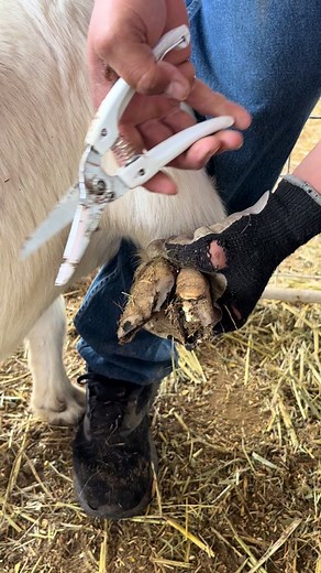 Trimming Goat Hooves: A Step-by-Step Guide