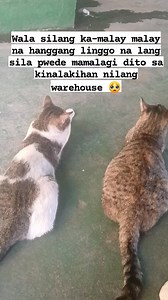 🥹🥹🥹 #cat #bekindtoanimals | Jane Francisco Aquino