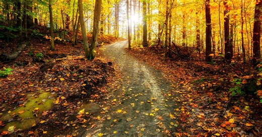 Ontario’s fall foliage is at its peak. Here’s where to find the best views