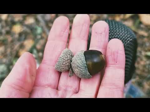 Autumn Walk ASMR 🍂 Whispered Nature Sounds, Crunchy Leaves & Cosy Fall Vibes