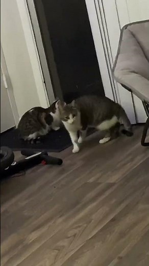 Vocal Cat Meowing to Go Outside#cat #meow #vocalcat #catoutside