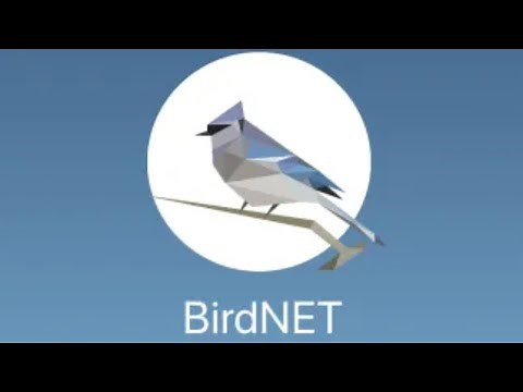 Identifying Birds w/ Ease | A Quick Guide to Using the BirdNET App
