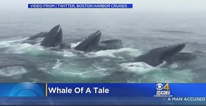 People on board this Boston Harbor Cruises whale watch got quite the show. | WBZ / CBS News Boston