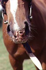 Warts and all: equine papilloma virus - Horse & Hound