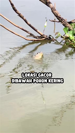 Lokasi Gacor Menarik di Bawah Pohon Kering