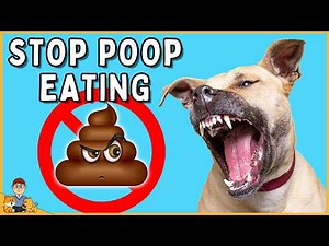 STOP Your Dog's Poop Eating for Good (vet-approved strategies)